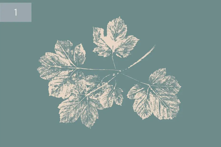 plakat klon szaro kremowy