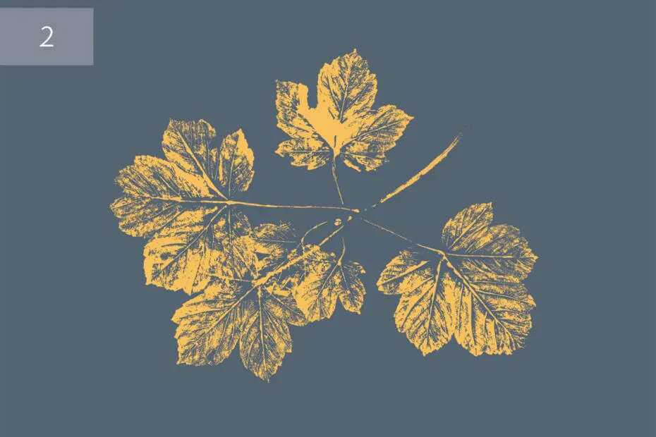 plakat klon grafitowo złoty